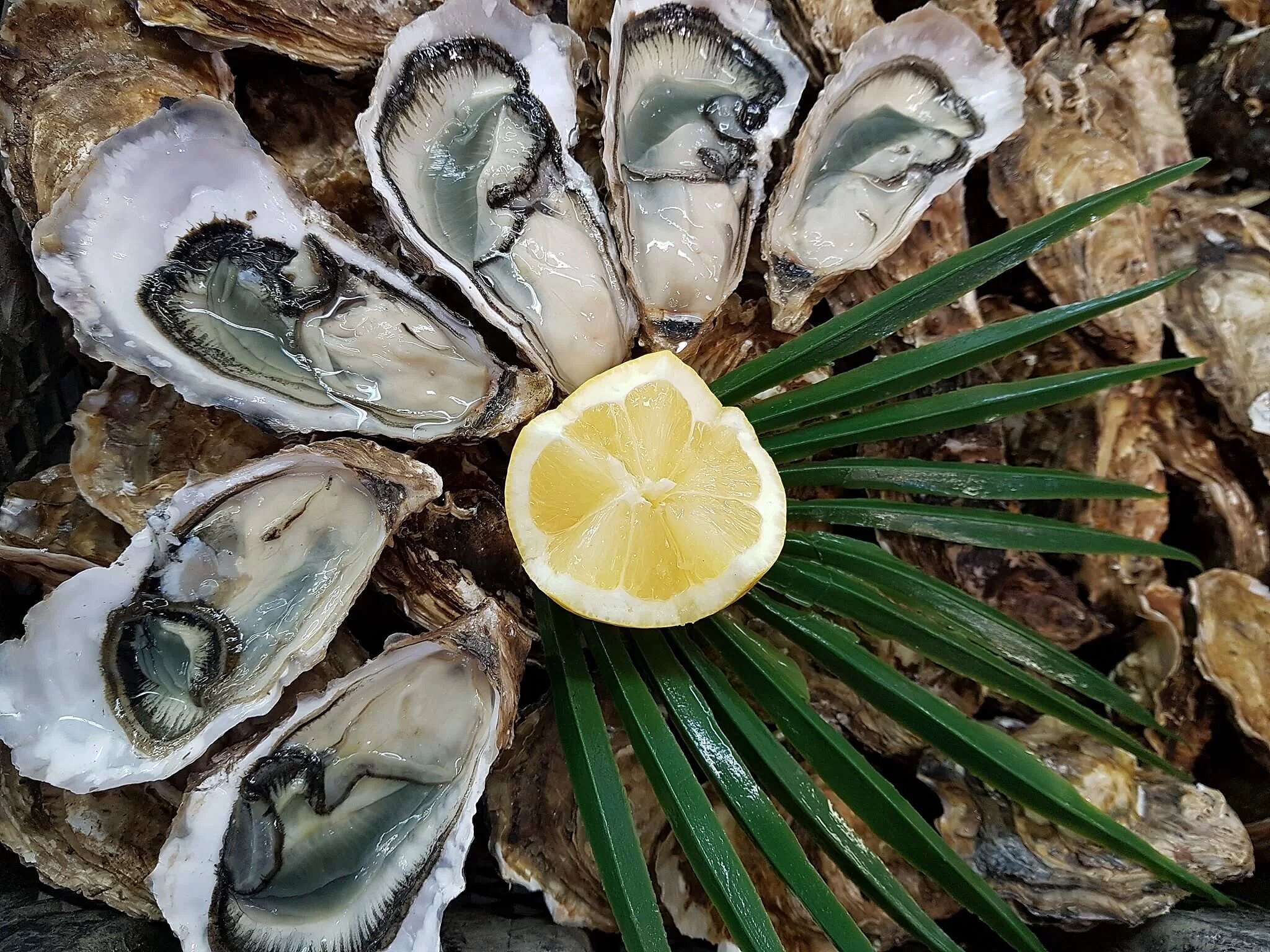 Plateau Fruit De Mer A Emporter Ile D Oleron